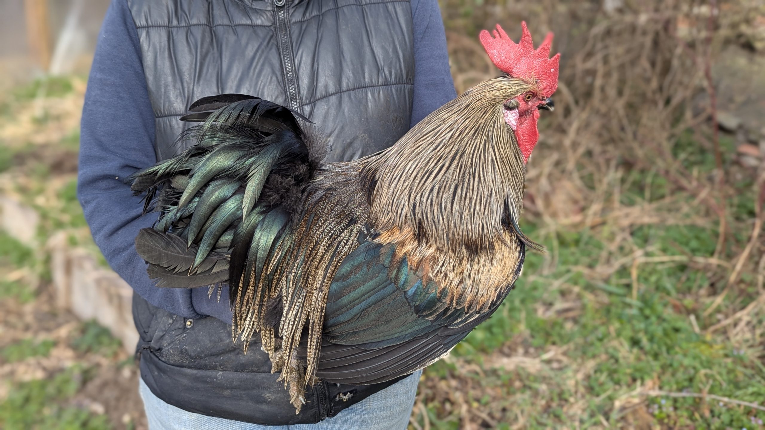 Pelles de coq Pardo - CORZUNO – Image 6