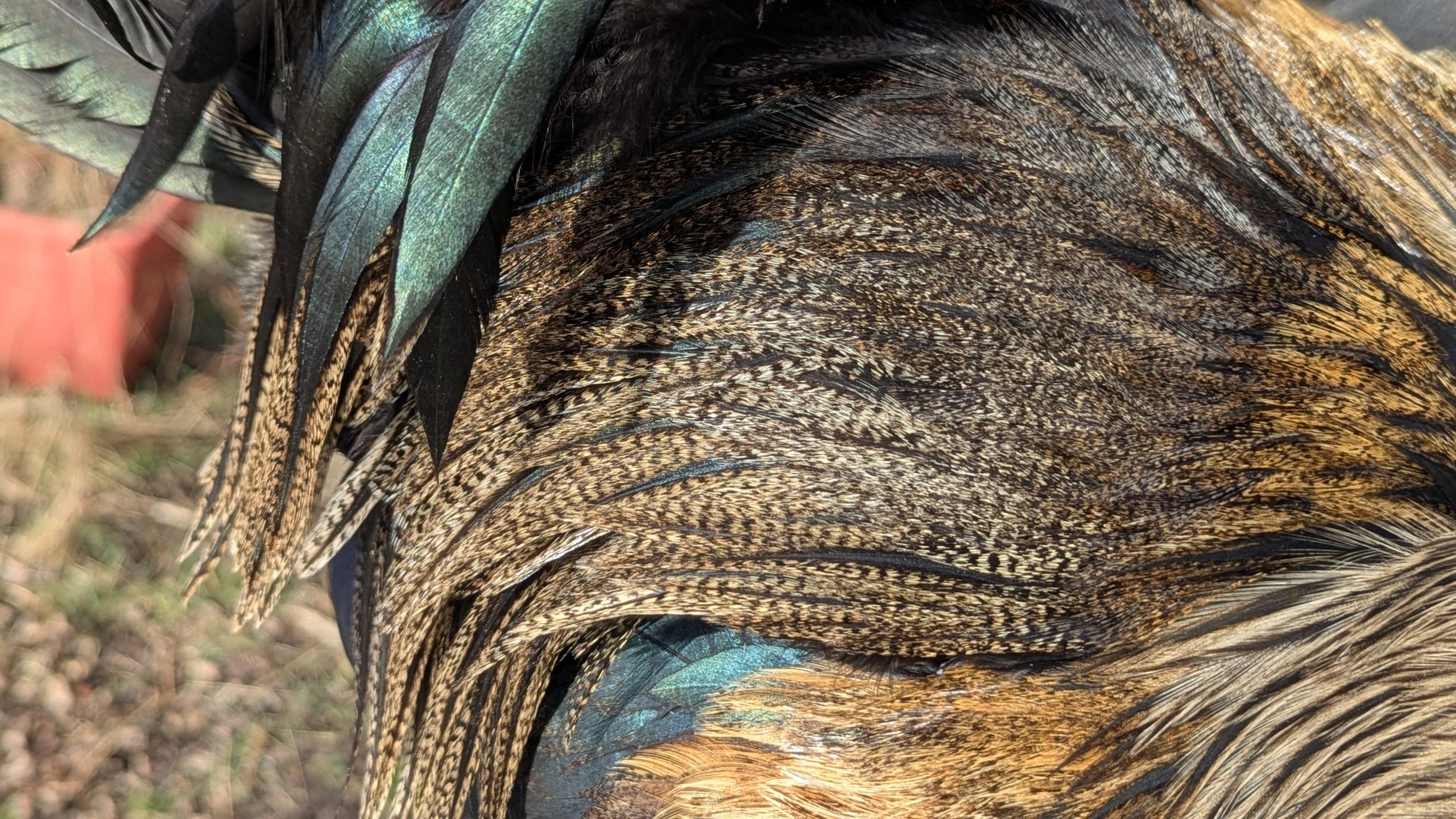 Pelles de coq Pardo - CORZUNO – Image 5