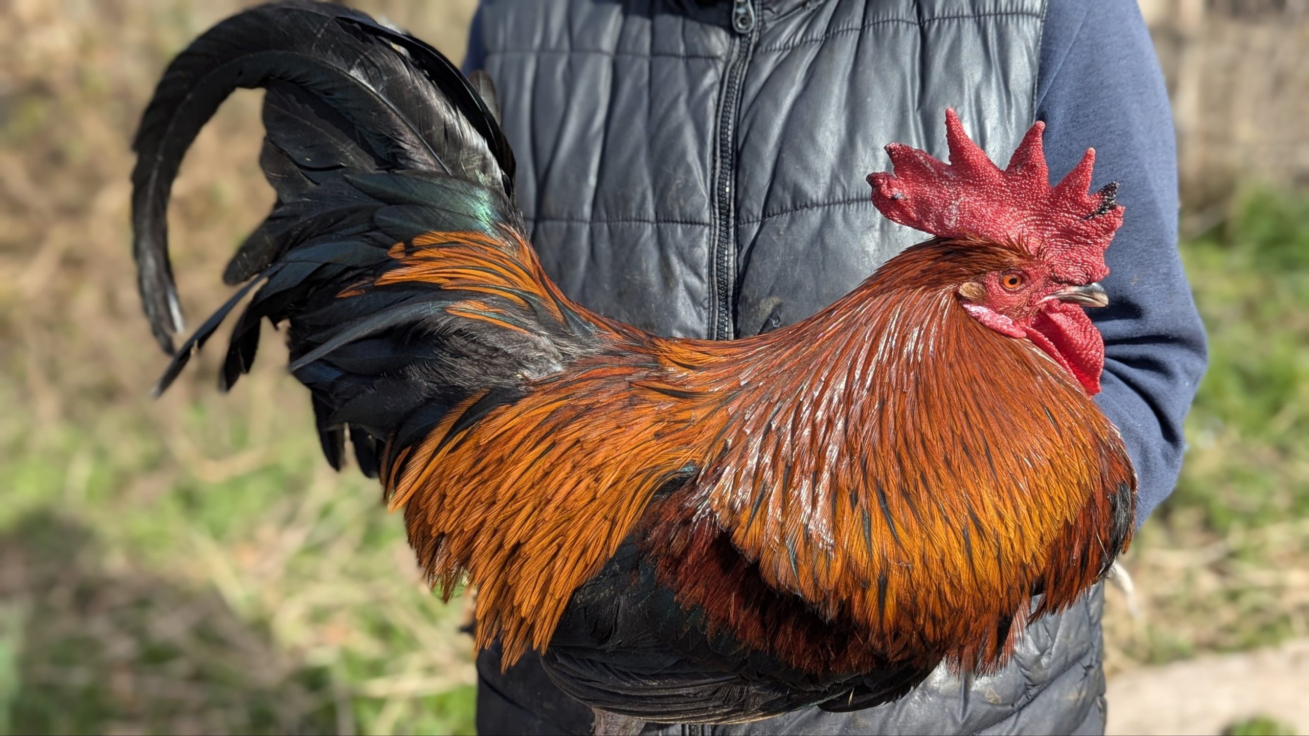 Pelles de coq Pardo - RUBION – Image 4