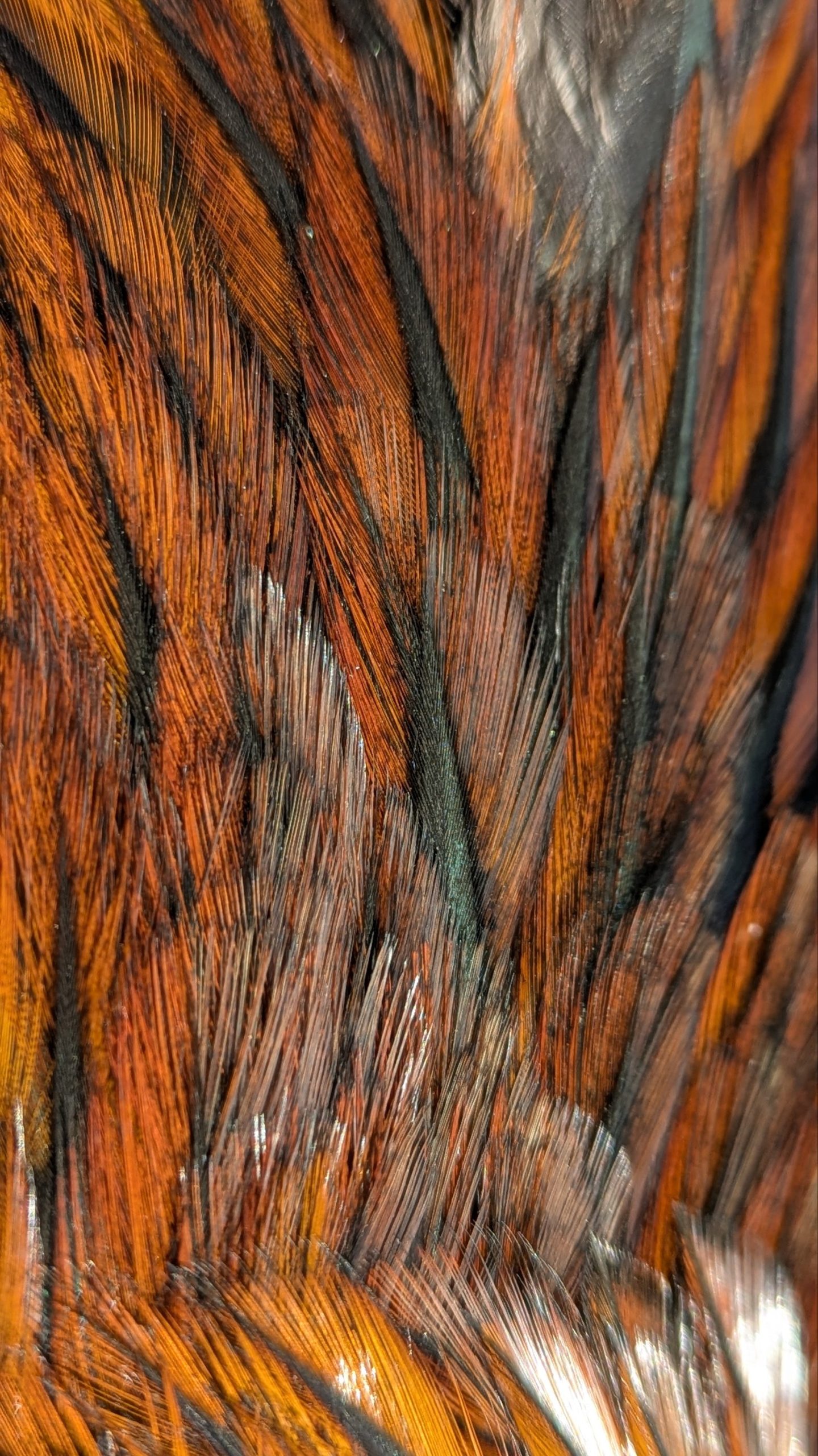 Pelles de coq Pardo - RUBION – Image 3