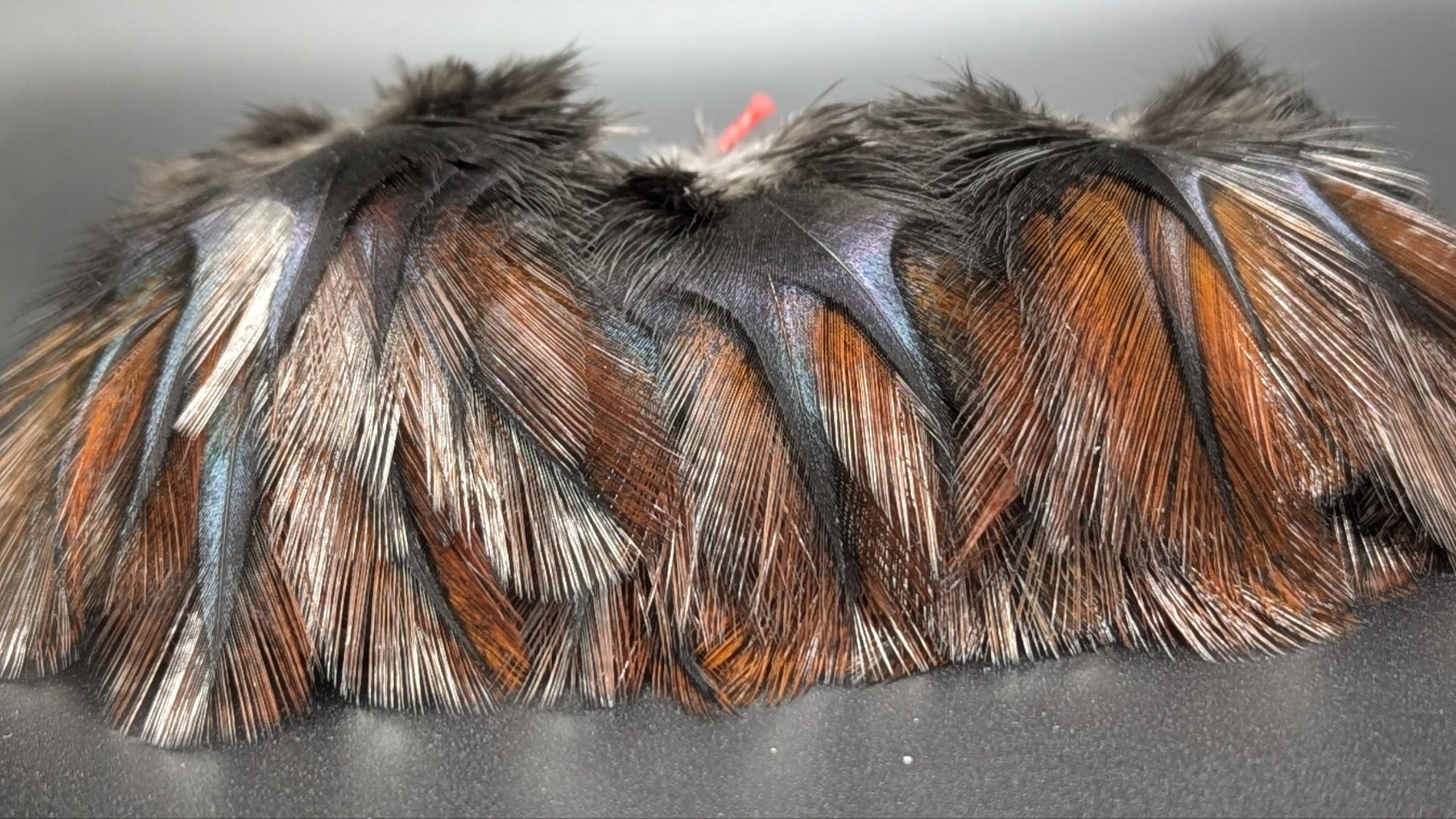 Pelles de coq Pardo - RUBION