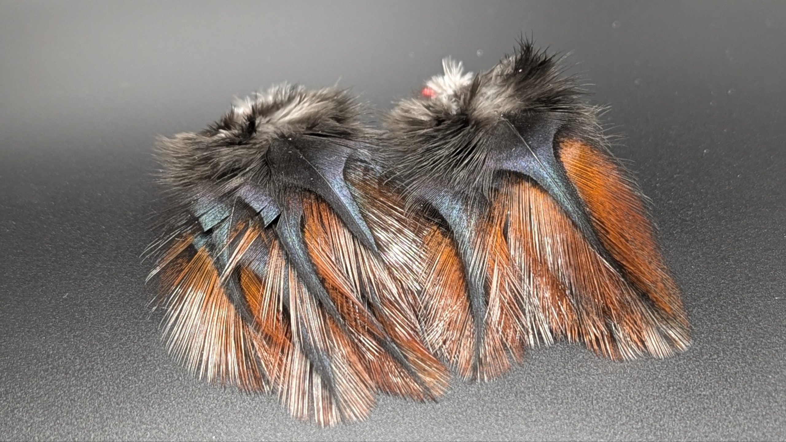 Pelles de coq Pardo - RUBION – Image 2
