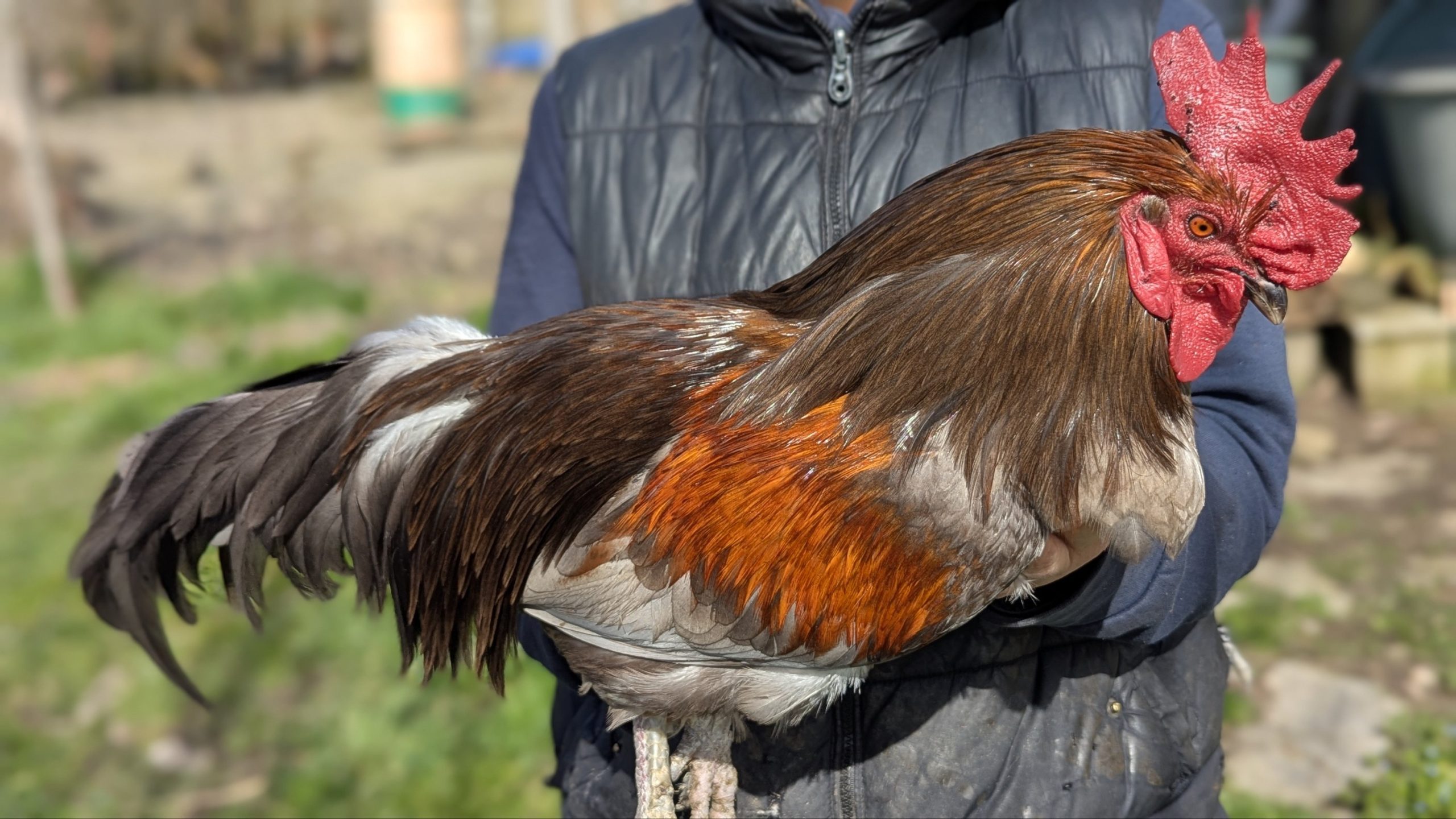 Hackles calibrés de coq Limousin - coloris ROUILLE – Image 2