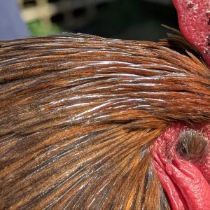 Hackles calibrés de coq Limousin - coloris ROUILLE