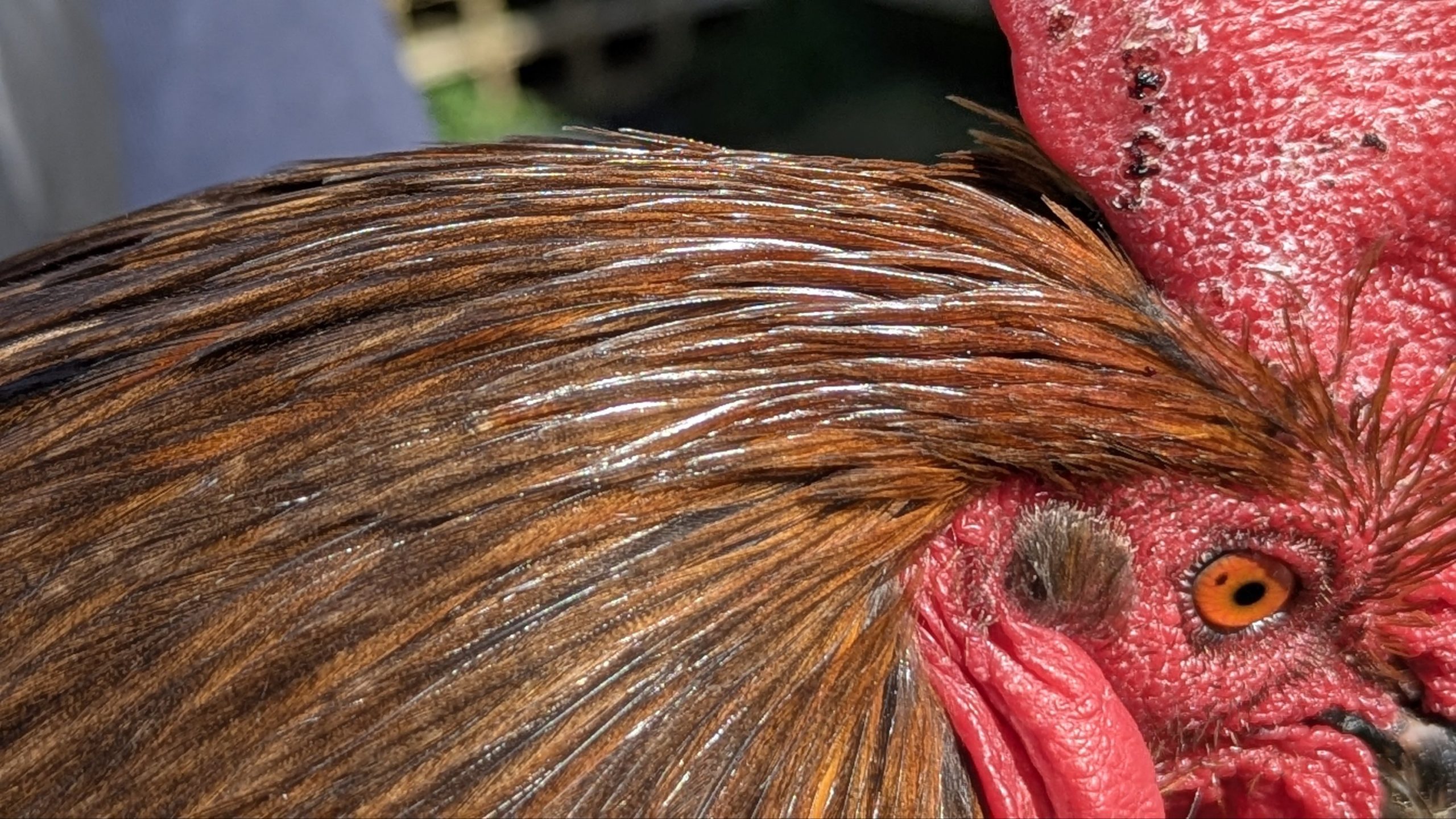 Hackles calibrés de coq Limousin - coloris ROUILLE