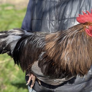 Hackles calibrés de coq Limousin - coloris TABAC