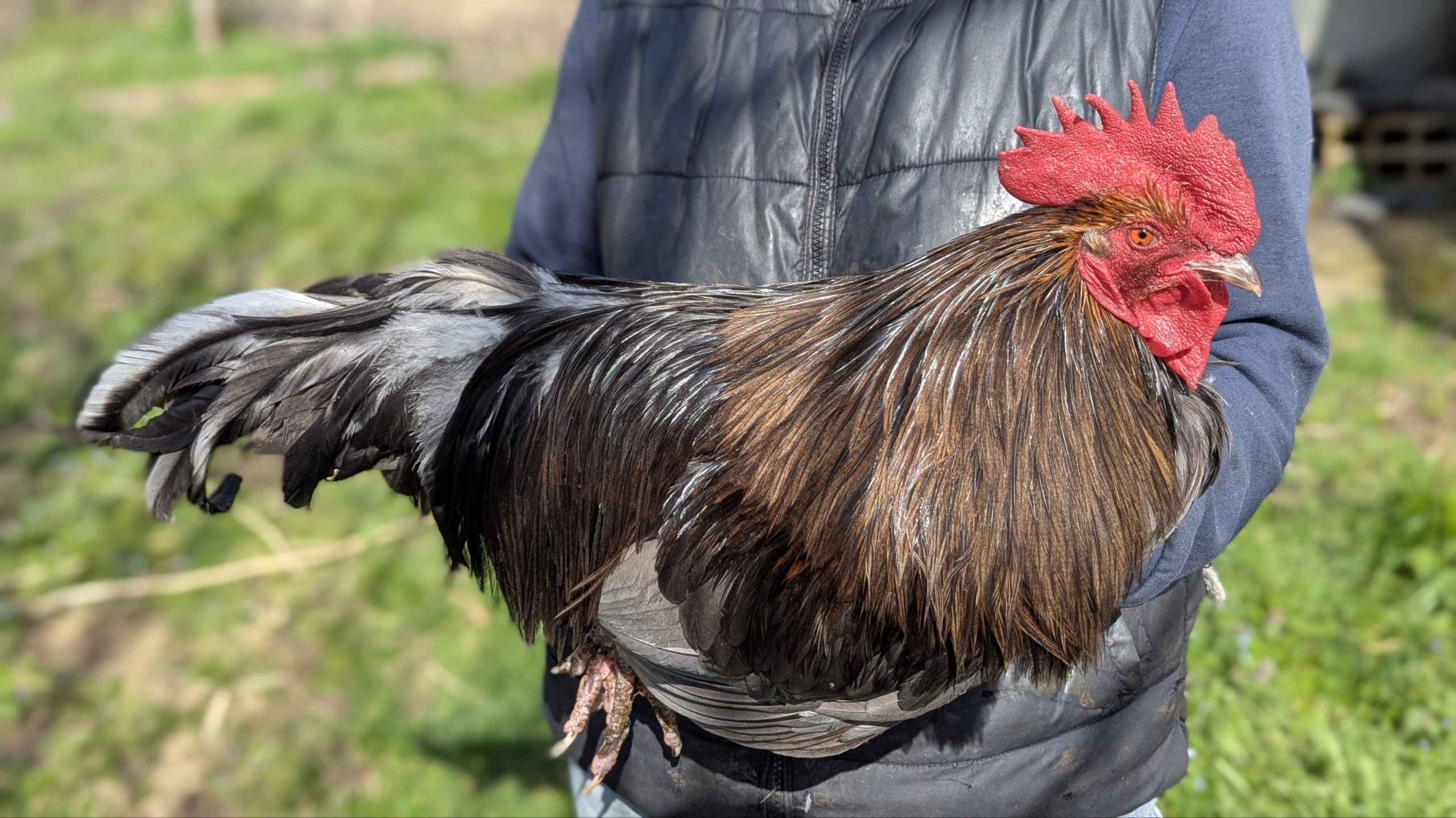 Hackles calibrés de coq Limousin - coloris TABAC
