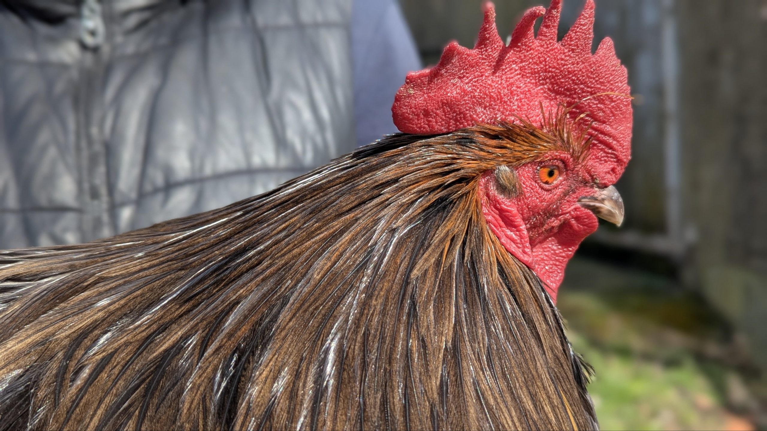 Hackles calibrés de coq Limousin - coloris TABAC – Image 2