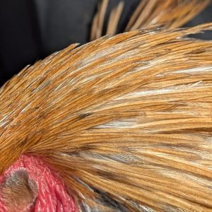 Hackles calibrés de coq Limousin - coloris MIEL