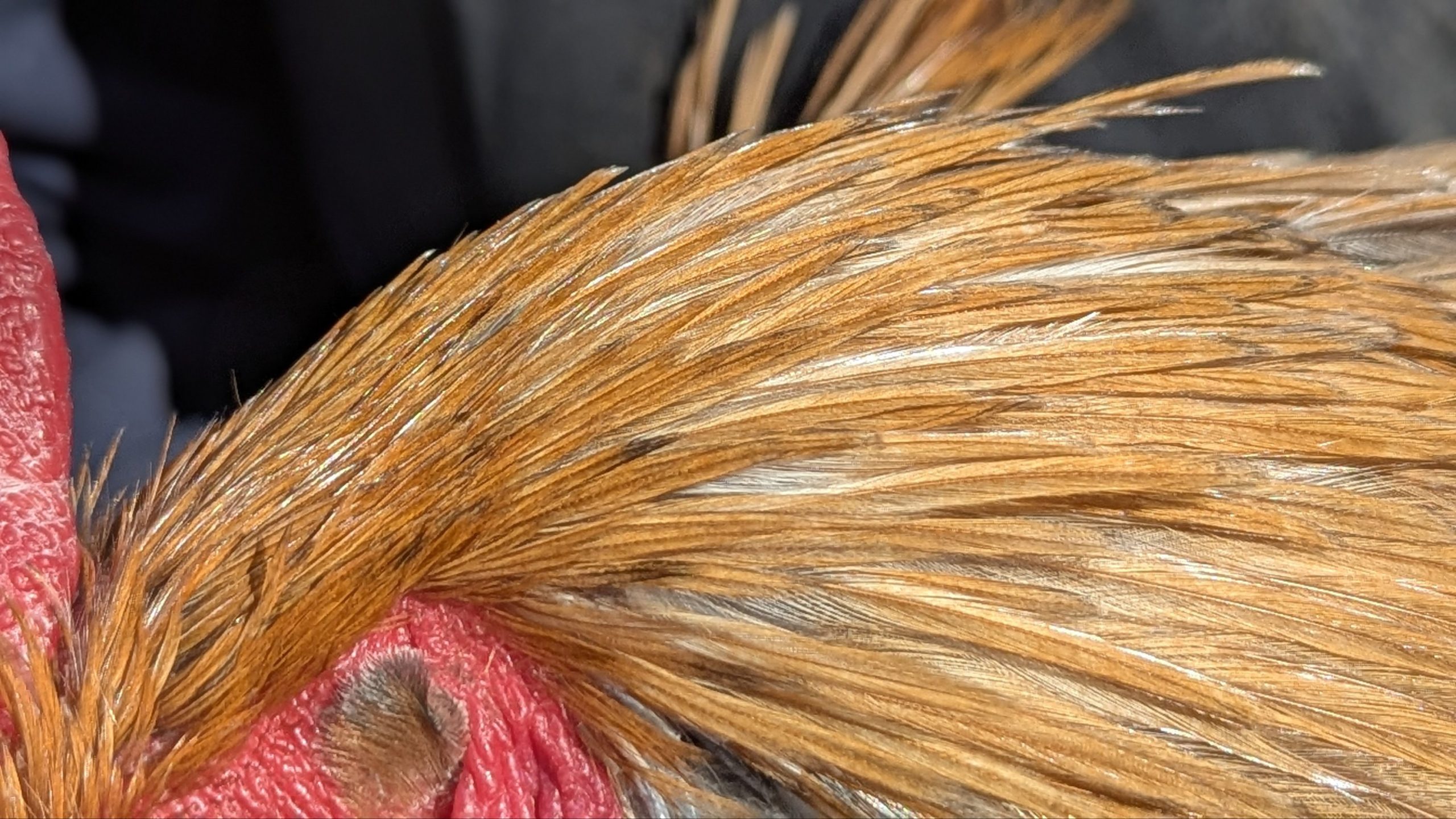 Hackles calibrés de coq Limousin - coloris MIEL