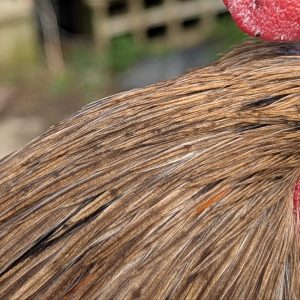 Hackles calibrés de coq Limousin - coloris FAUVE