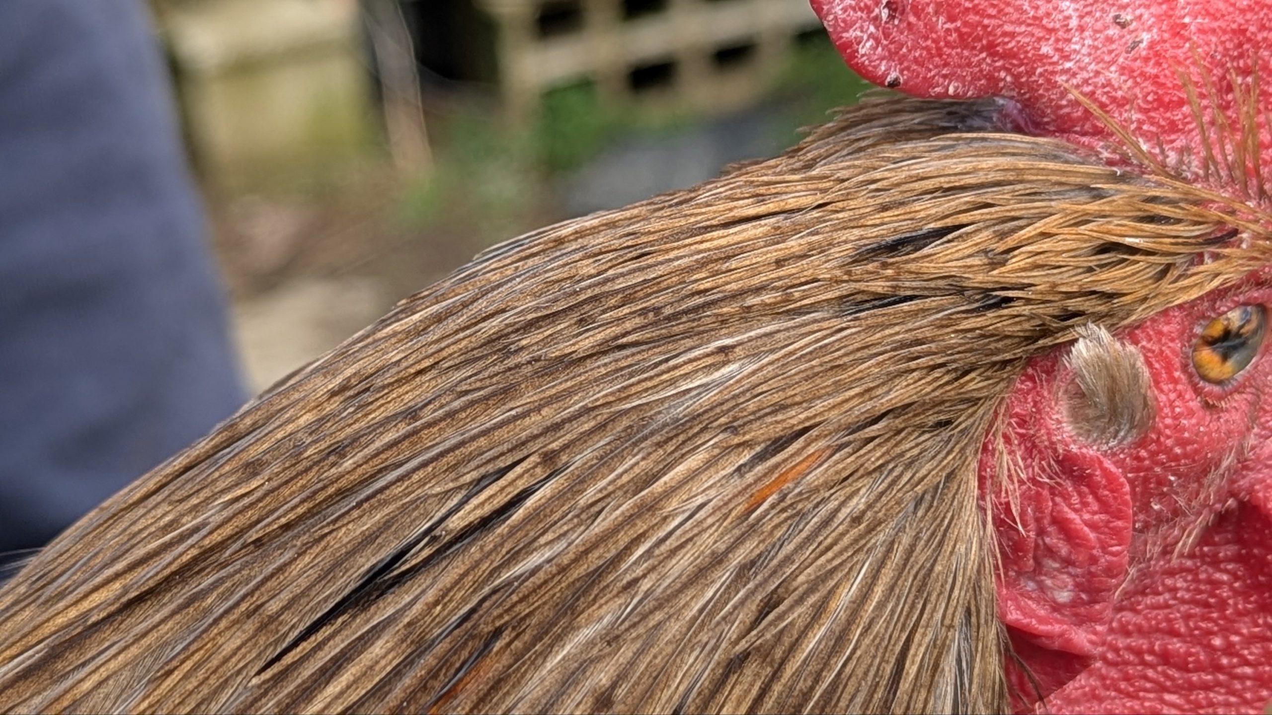 Hackles calibrés de coq Limousin - coloris FAUVE