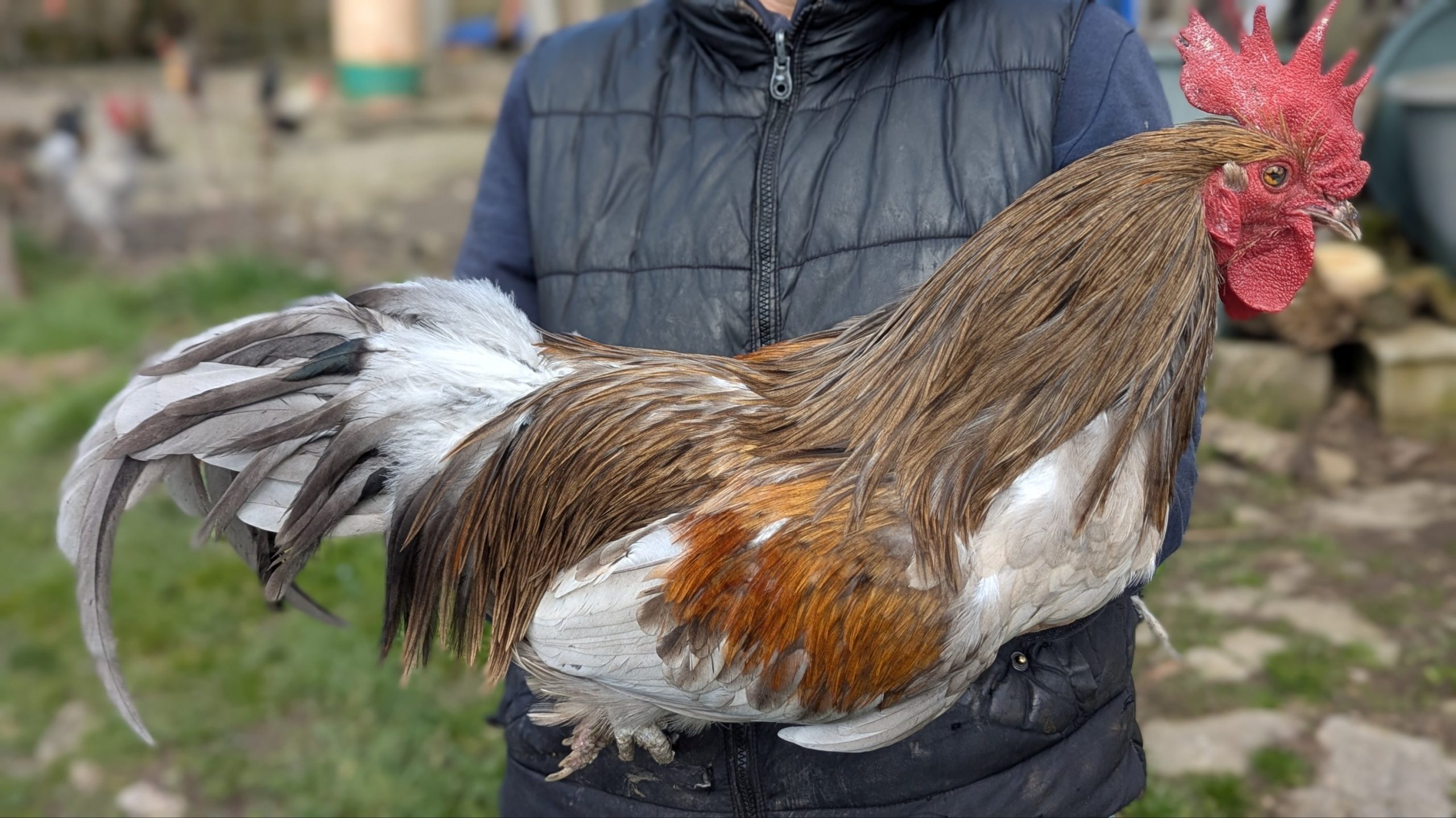 Hackles calibrés de coq Limousin - coloris FAUVE – Image 2