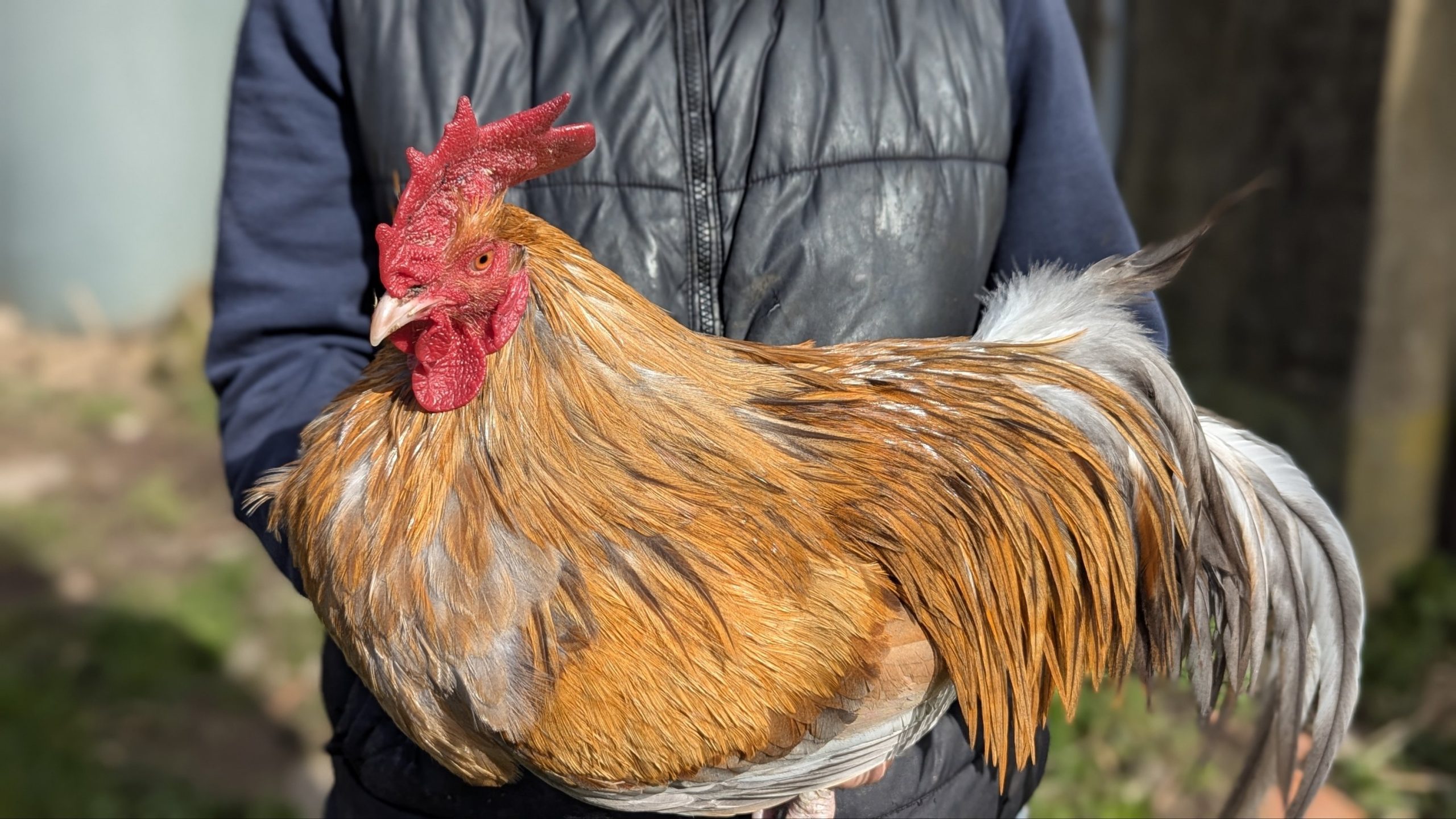 Hackles calibrés de coq Limousin - coloris MIEL – Image 2