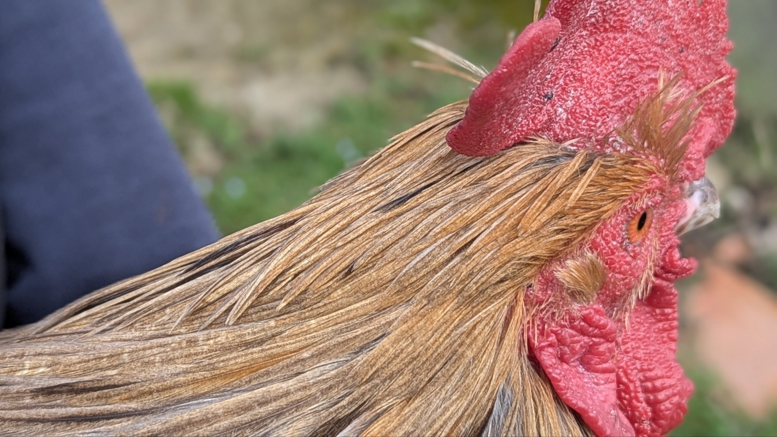 Hackles calibrés de coq Limousin - coloris MIEL – Image 3