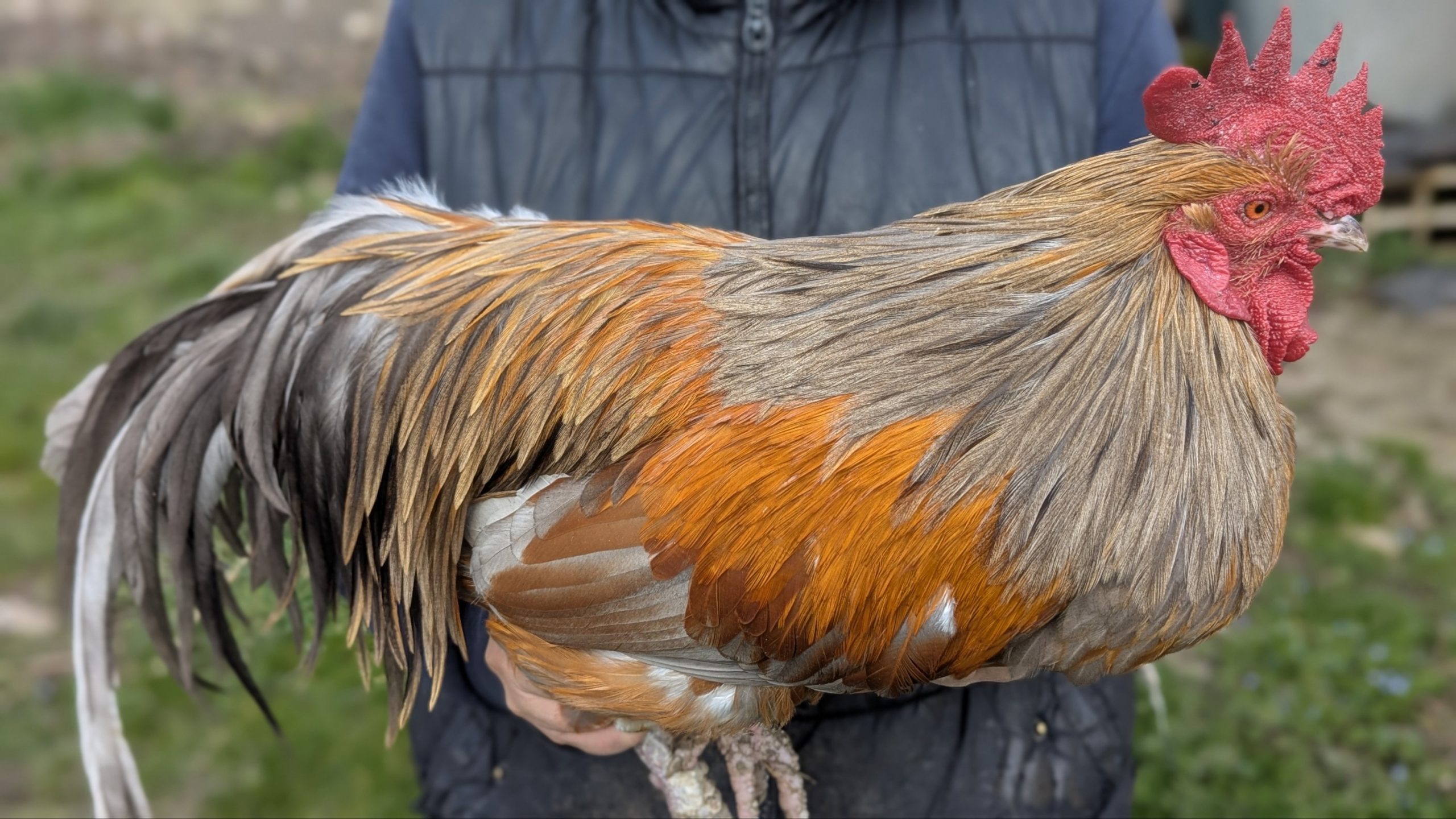 Hackles calibrés de coq Limousin - coloris MIEL – Image 4