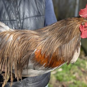 Hackles de coqs Limousins