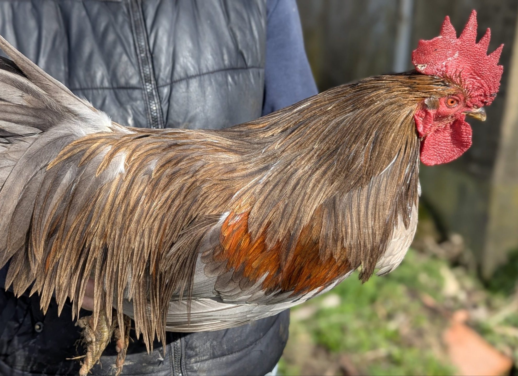 Hackles calibrés de coq Limousin - coloris FAUVE – Image 4