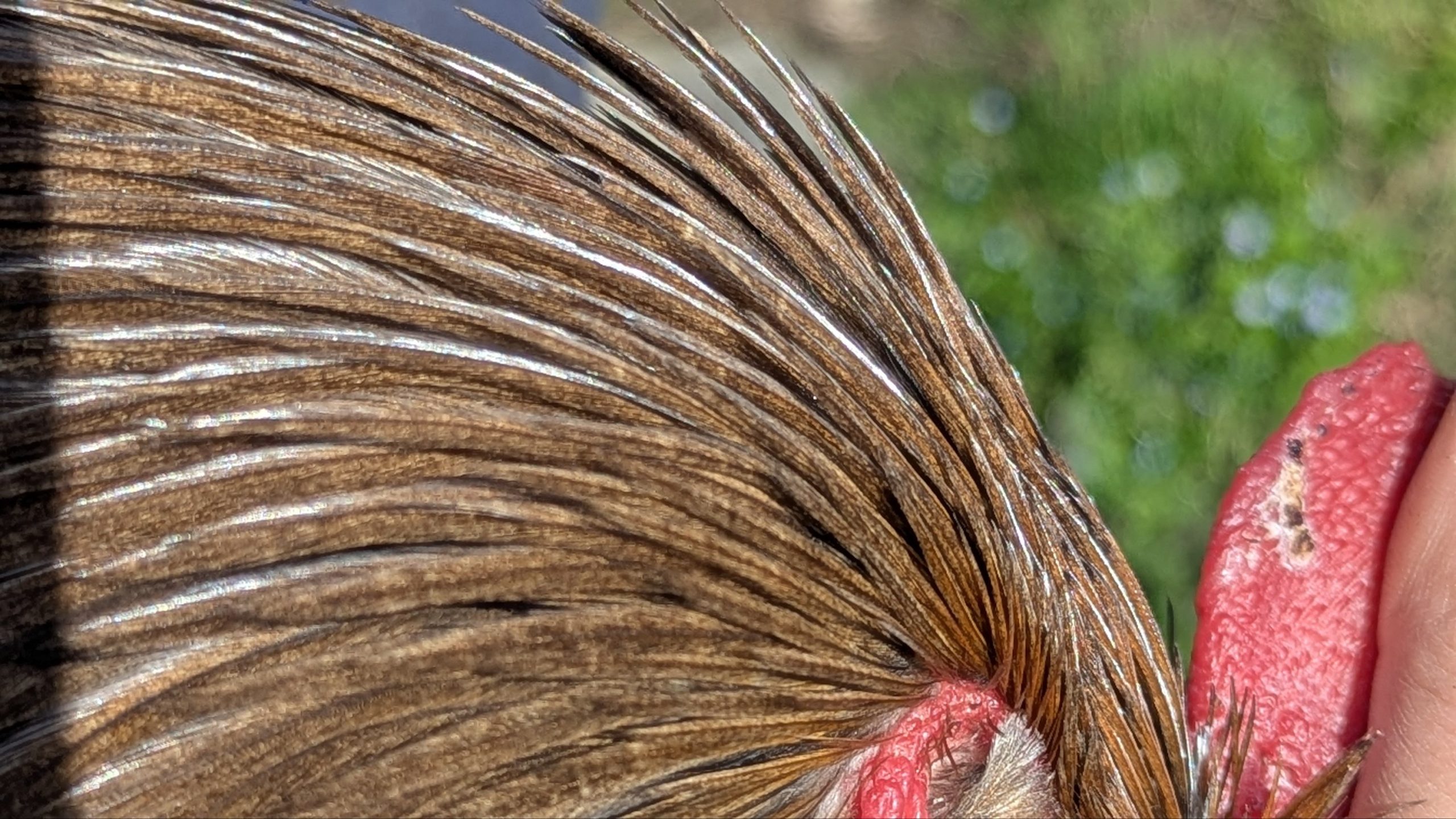 Hackles calibrés de coq Limousin - coloris FAUVE – Image 3