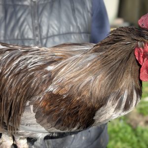 Hackles calibrés de coq Limousin - coloris GRIS moyen