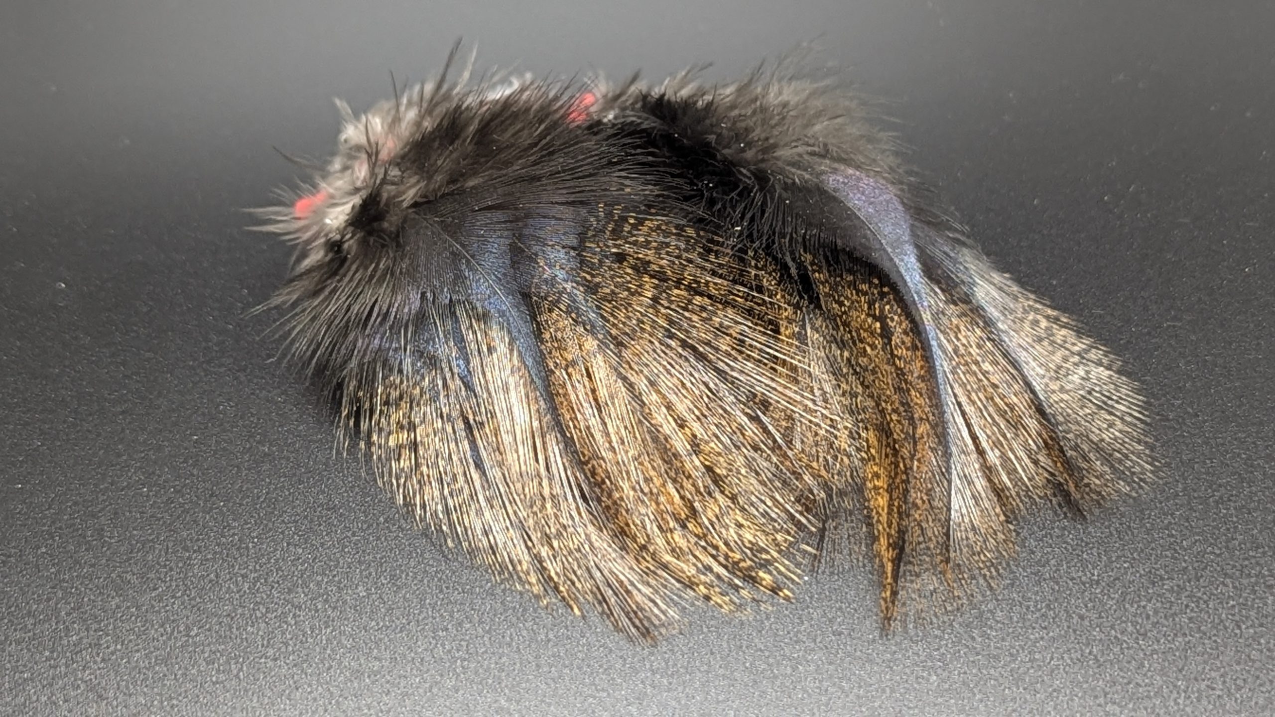 Pelles de coq Pardo - CORZUNO – Image 3