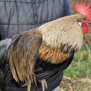 Pelles de coqs Pardos et Limousins
