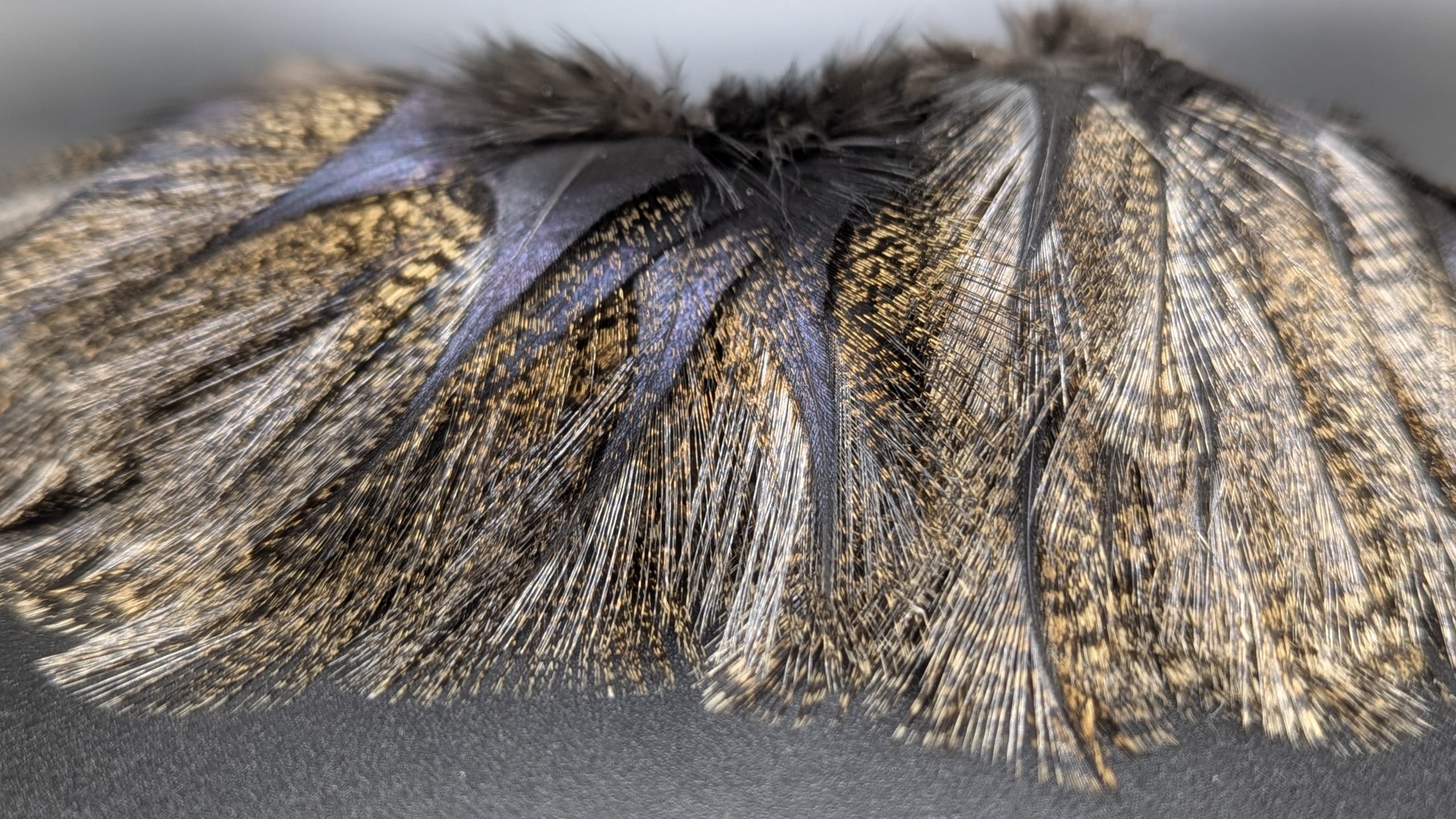 Pelles de coq Pardo - CORZUNO – Image 4