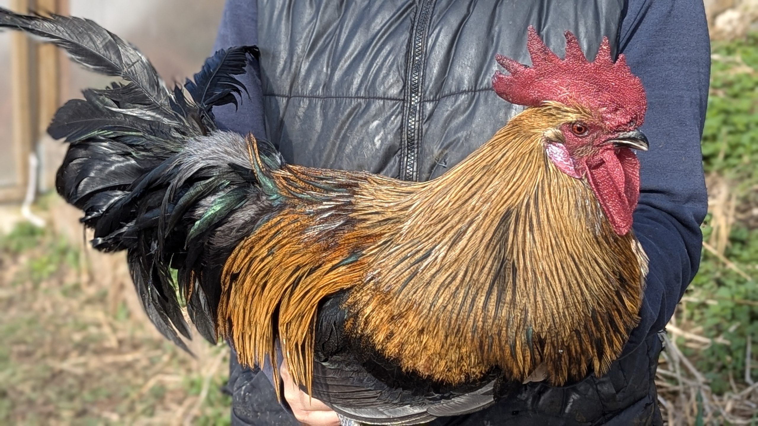 Pelles de coq Pardo - ENCENDIDO – Image 6