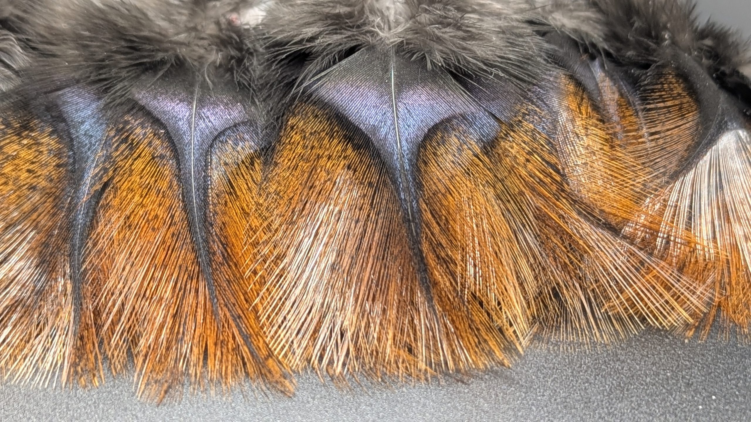 Pelles de coq Pardo - ENCENDIDO