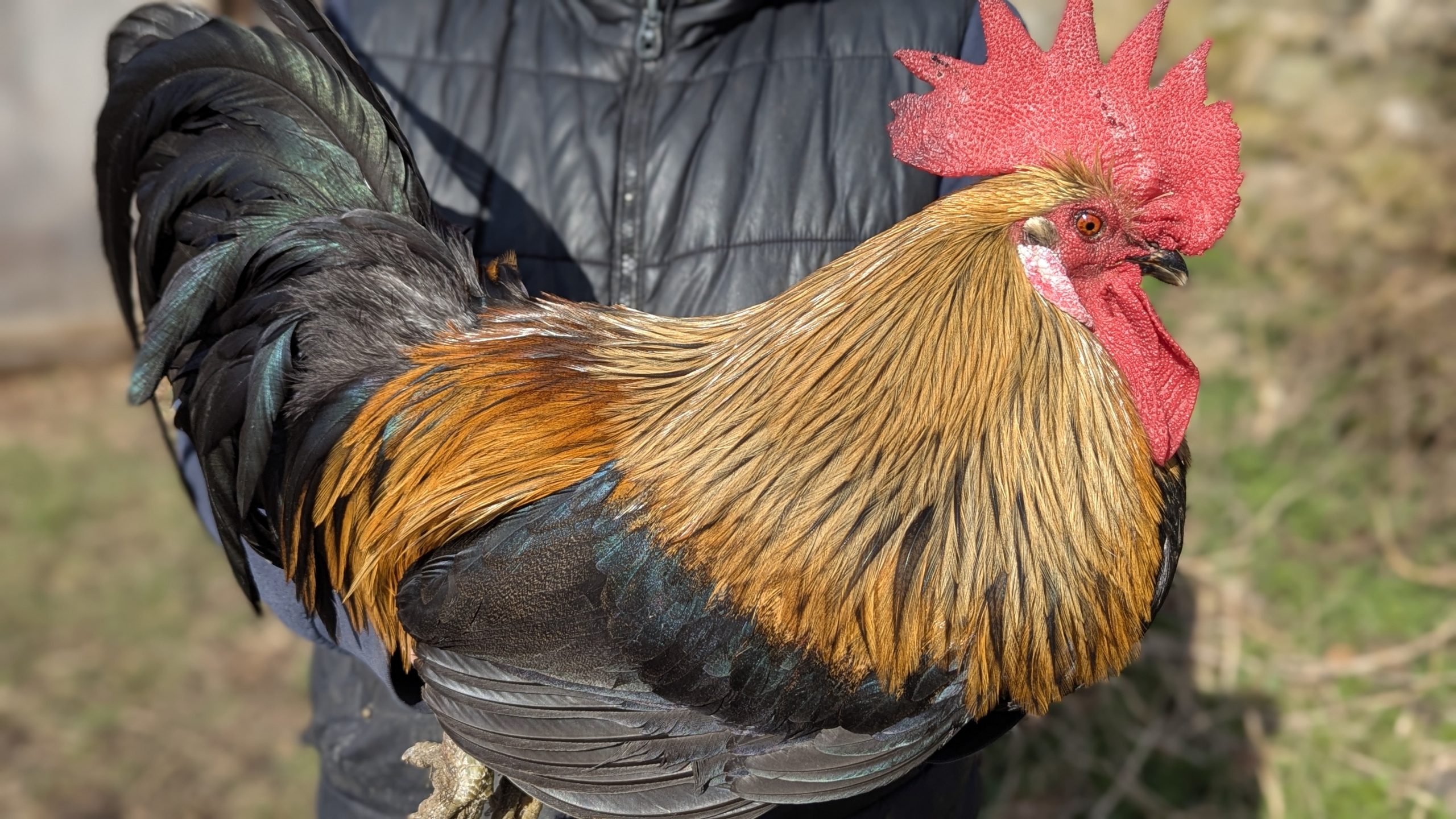 Pelles de coq Pardo - ENCENDIDO – Image 4