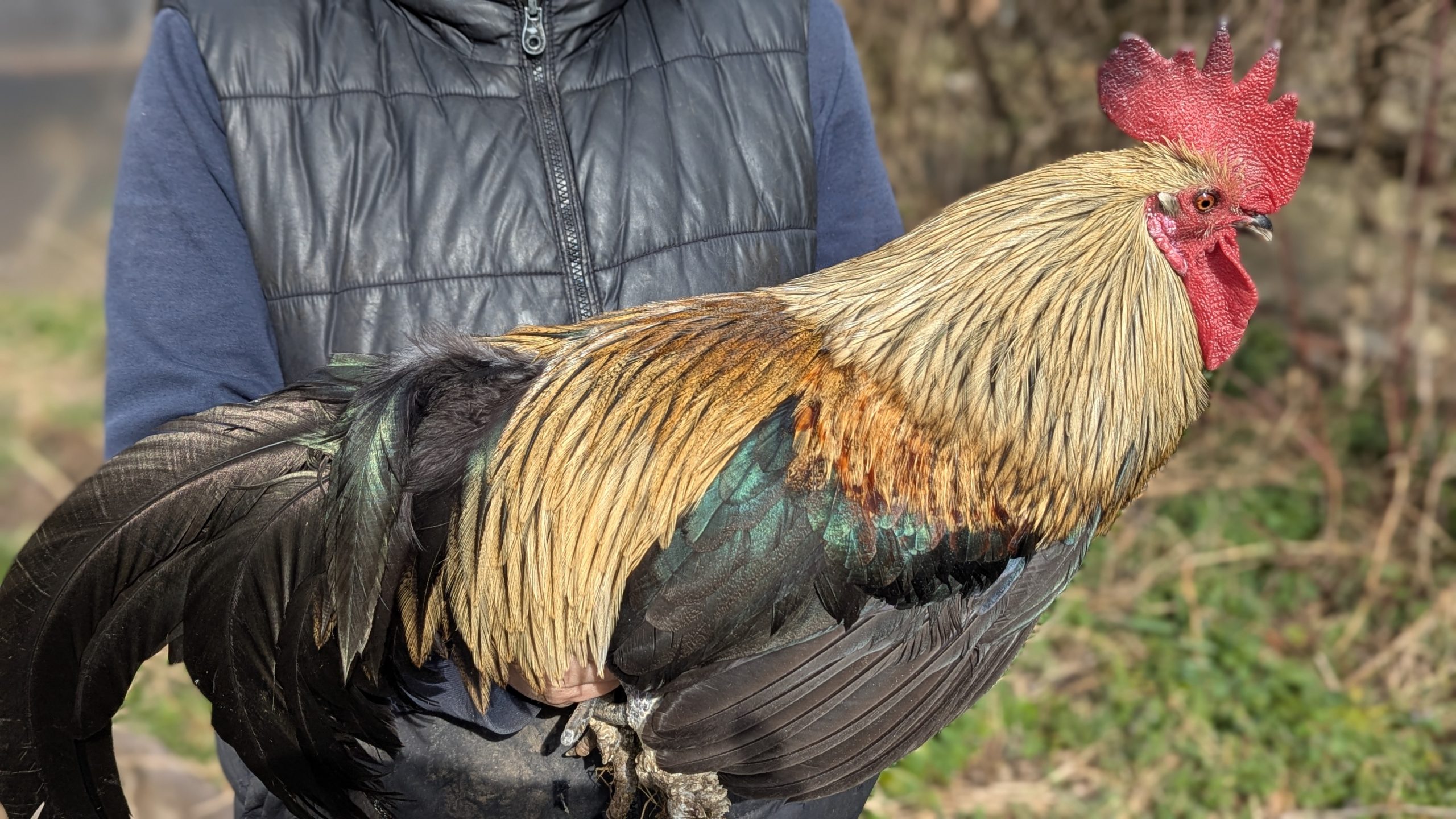 Pelles de coq Pardo - FlOR DE ESCOBA – Image 4