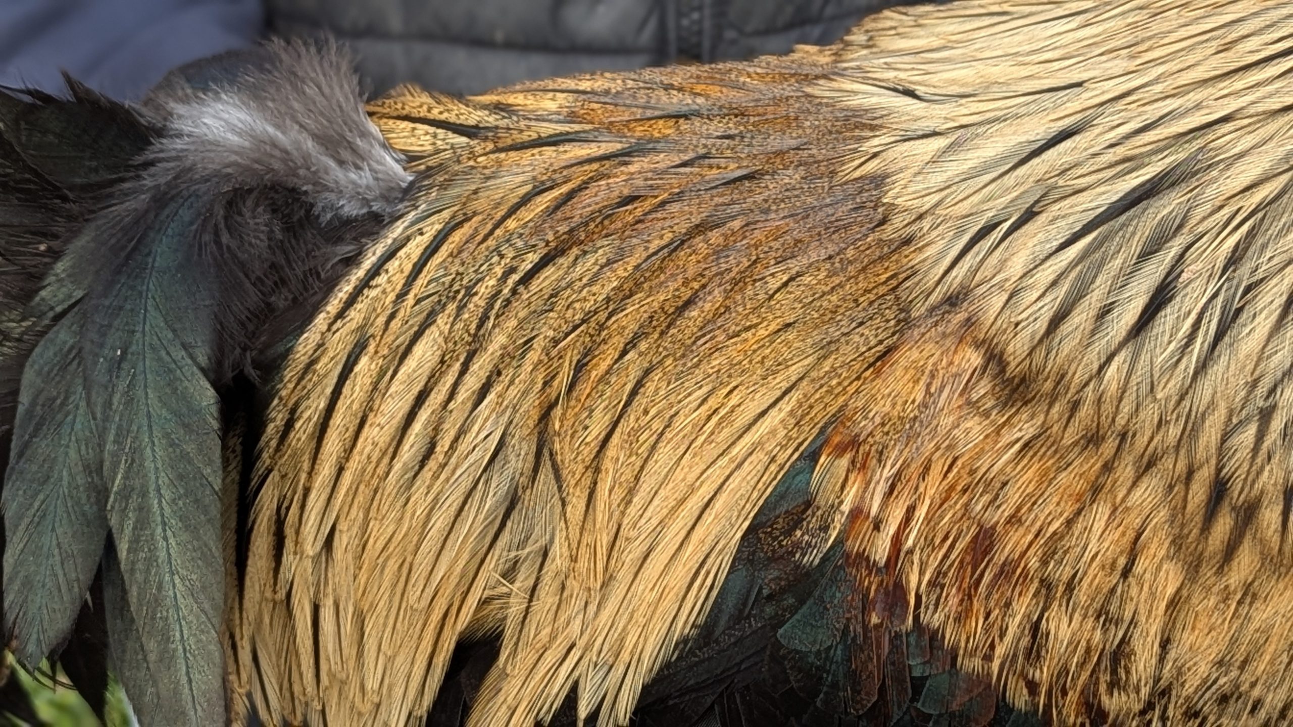 Pelles de coq Pardo - FlOR DE ESCOBA – Image 3