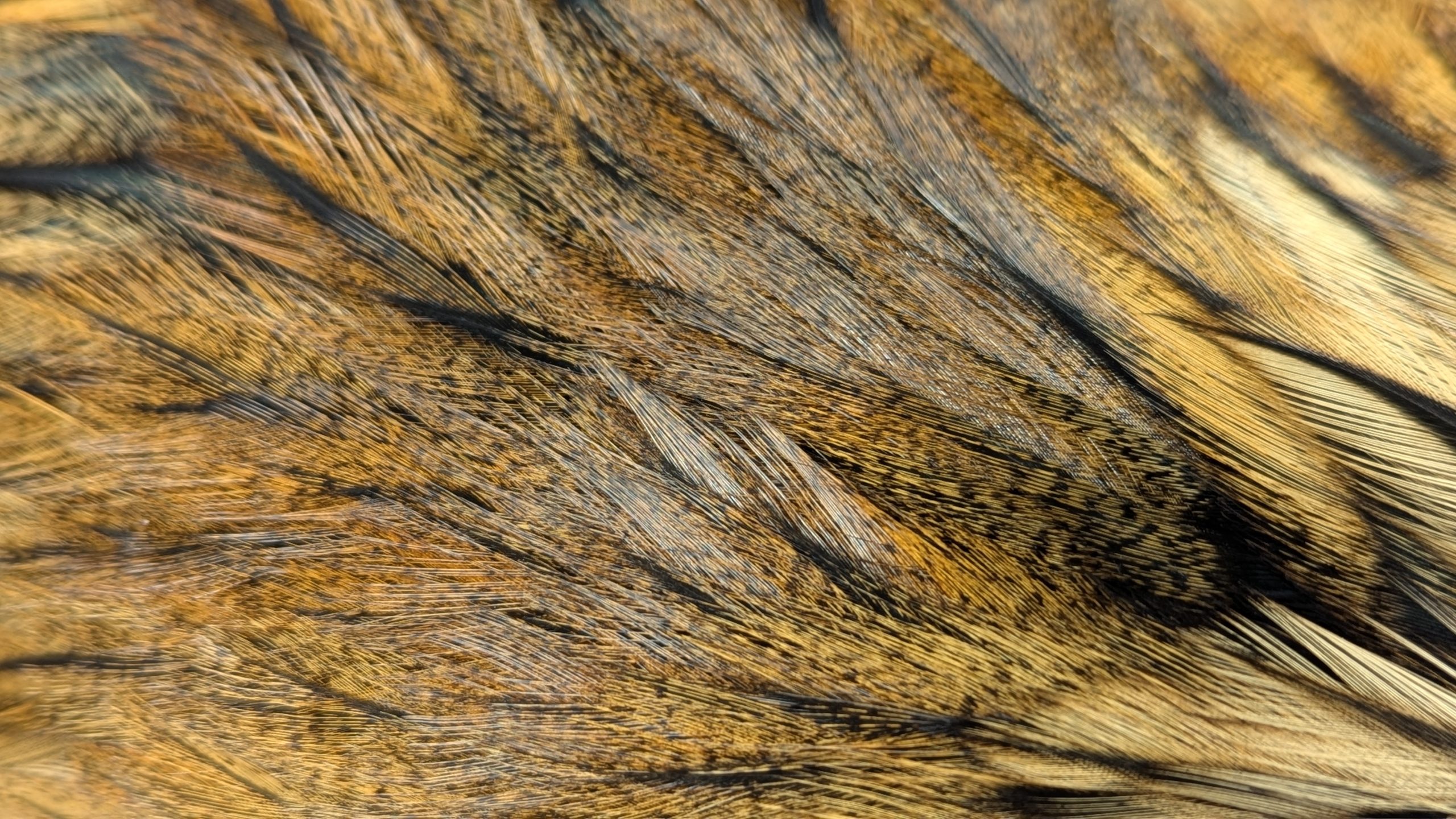 Pelles de coq Pardo - FlOR DE ESCOBA