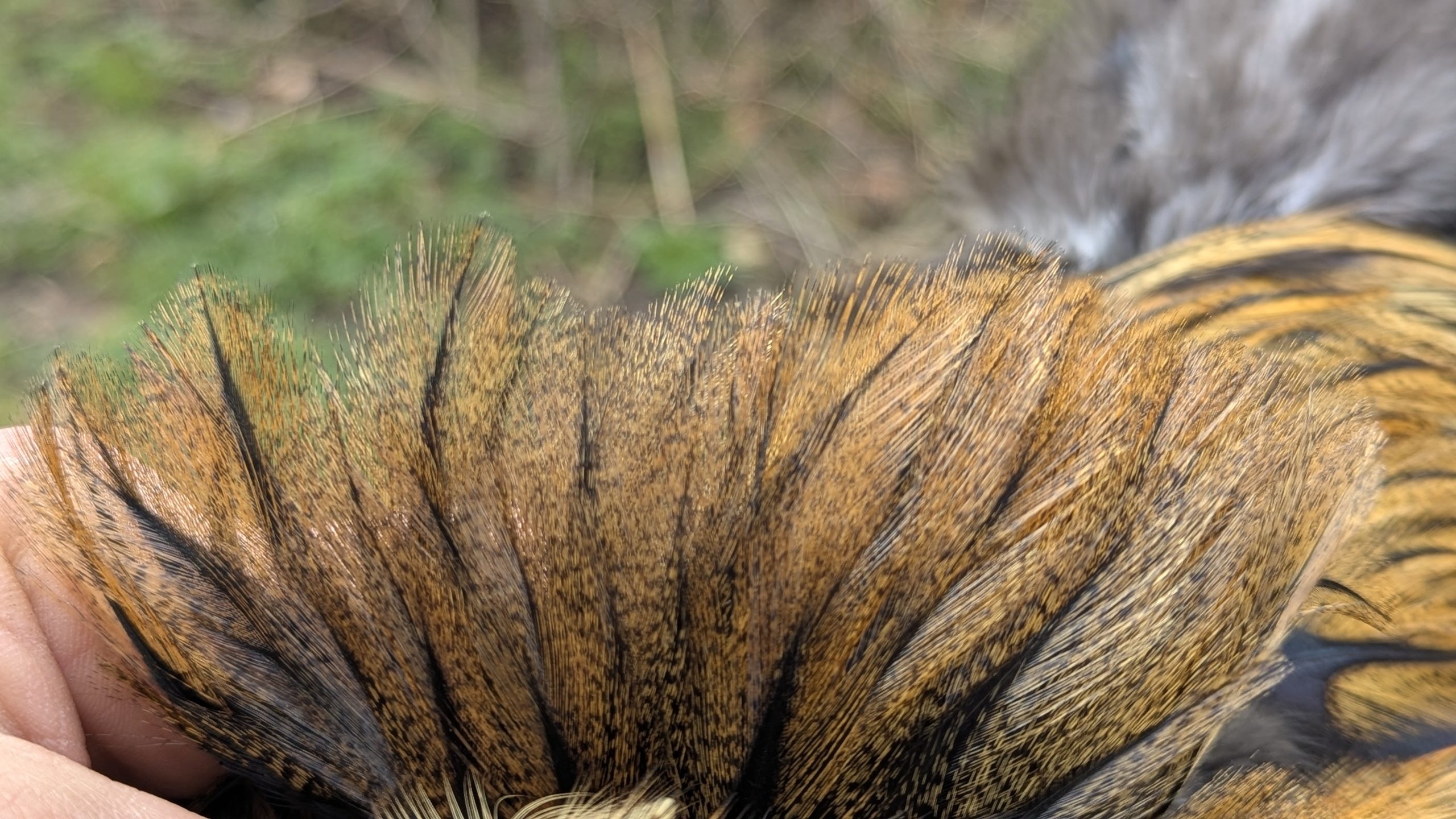 Pelles de coq Pardo - FlOR DE ESCOBA – Image 2