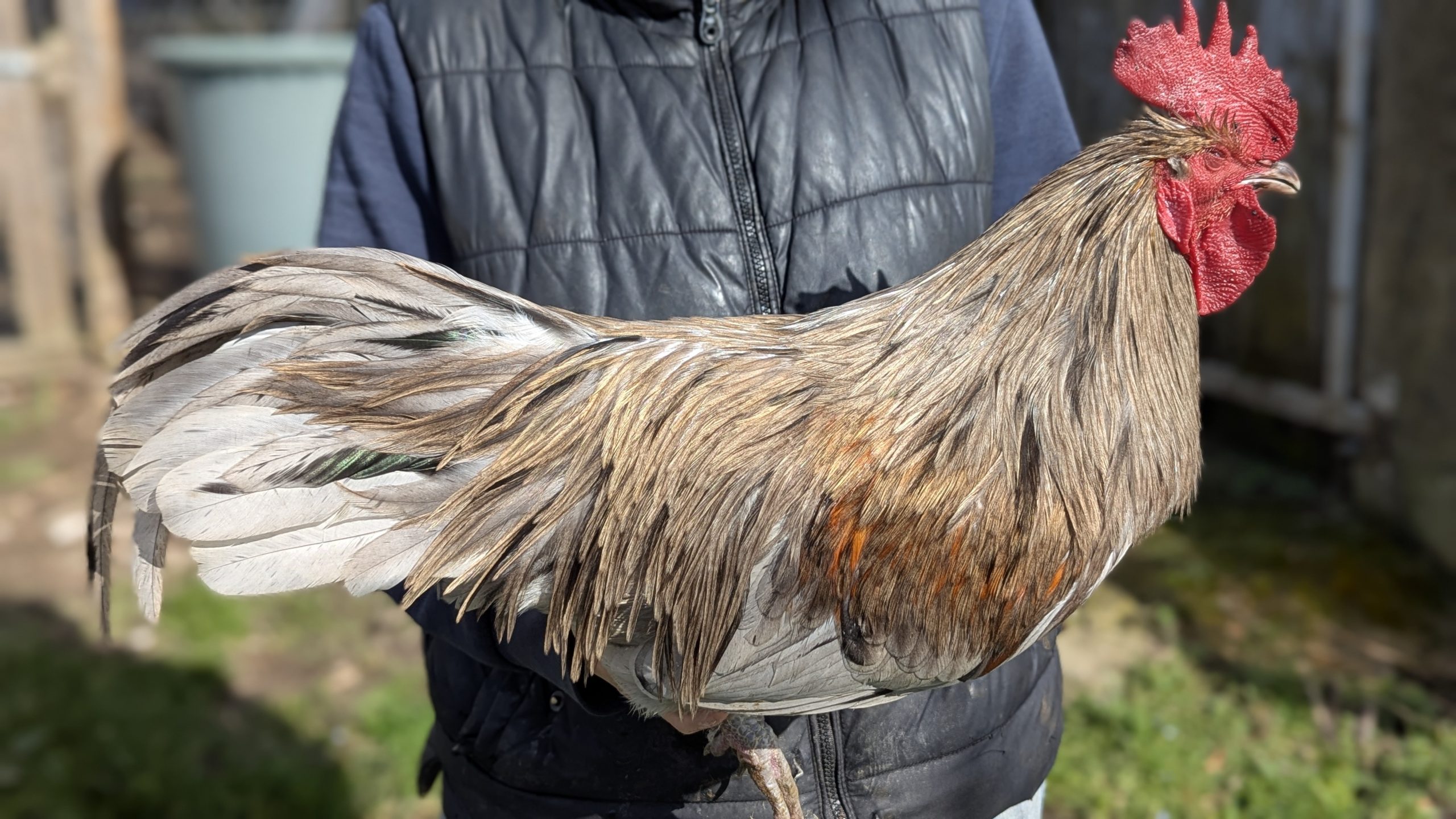 Hackles calibrés de coq Limousin - coloris GRIS CLAIR – Image 2