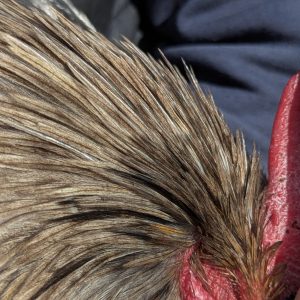 Hackles calibrés de coq Limousin - coloris GRIS CLAIR