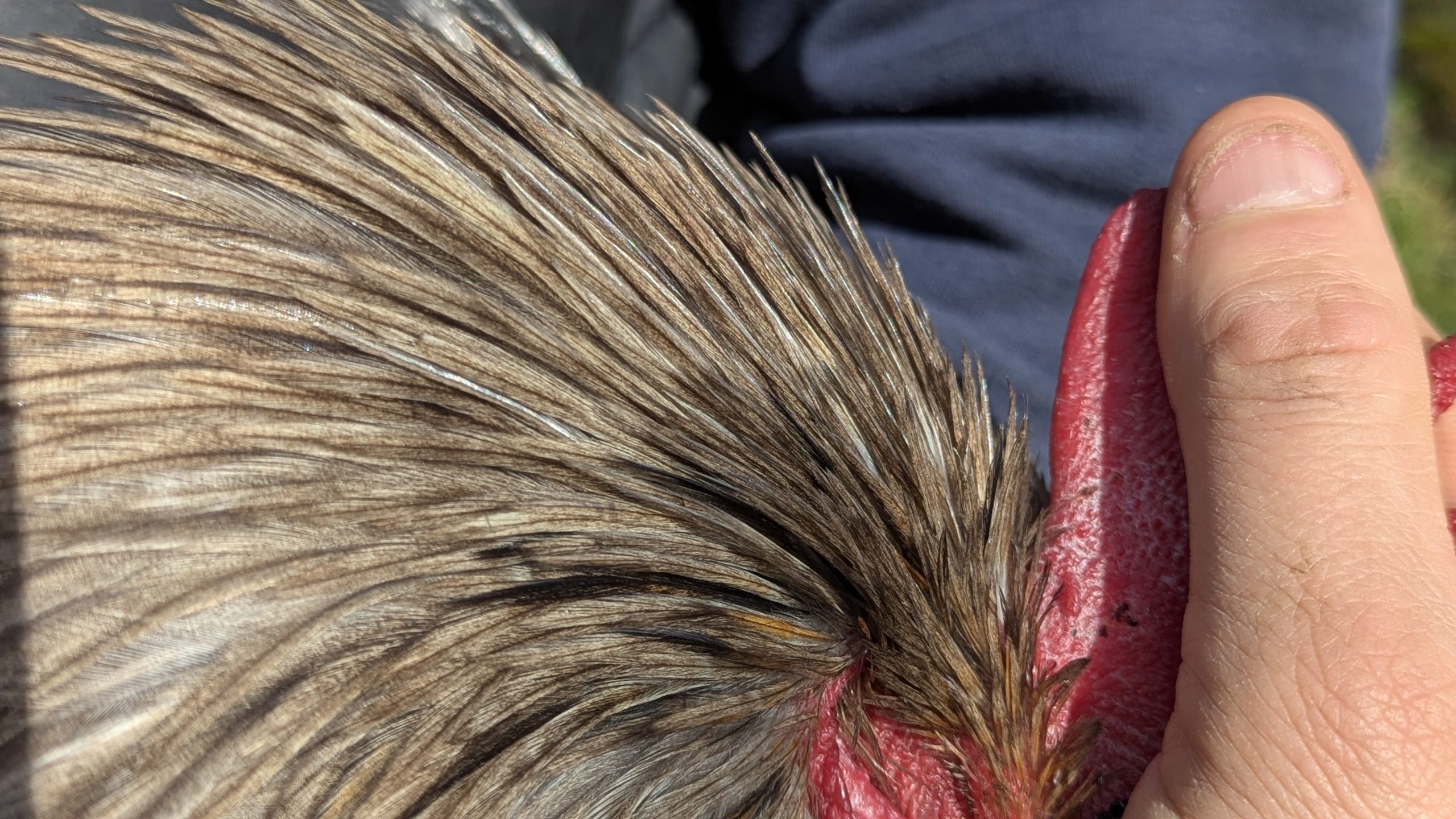 Hackles calibrés de coq Limousin - coloris GRIS CLAIR