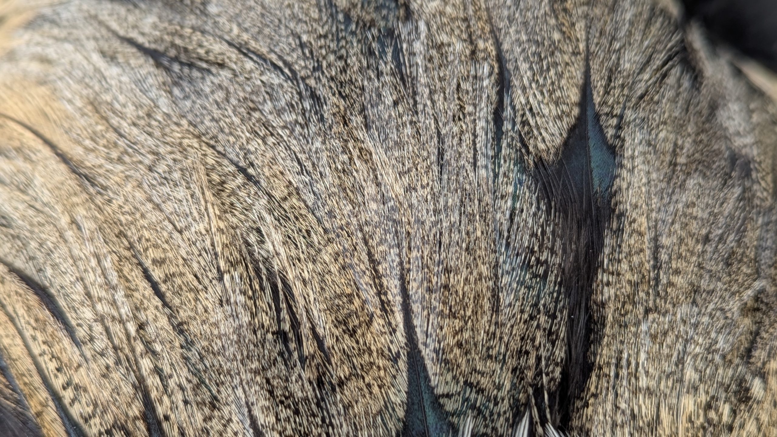 Pelles de coq Pardo - SARRIOSO – Image 3