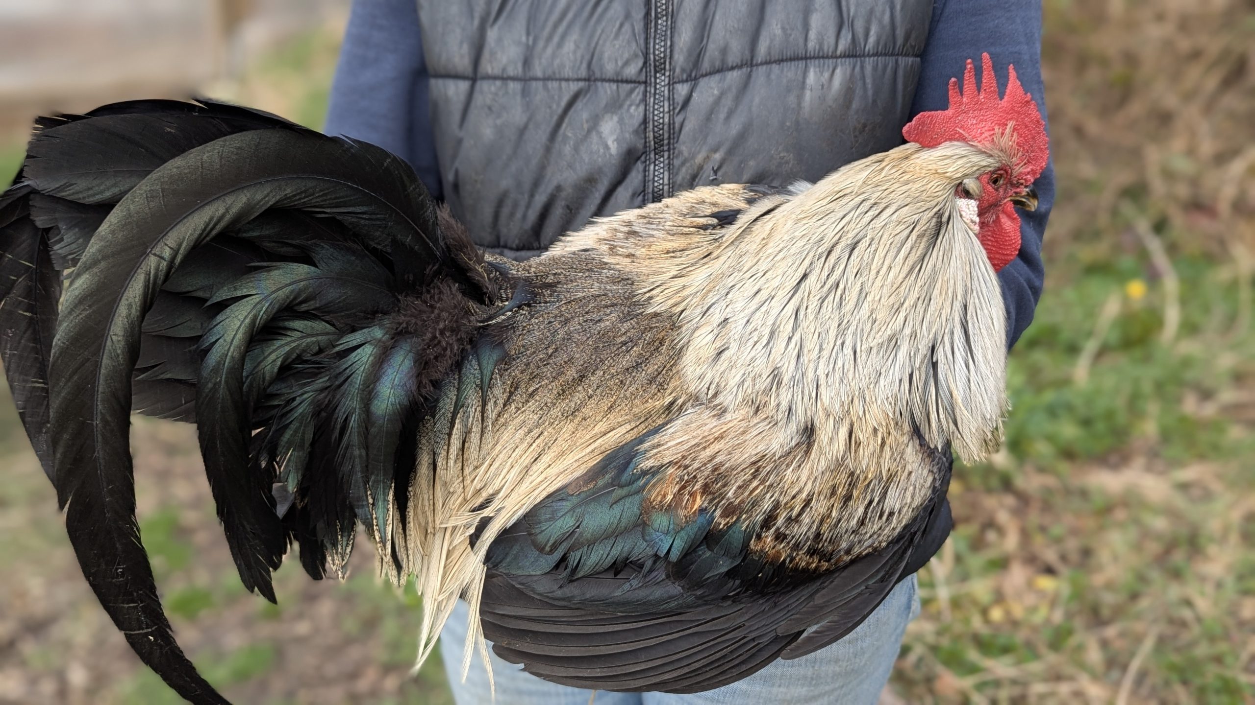 Pelles de coq Pardo - SARRIOSO – Image 4