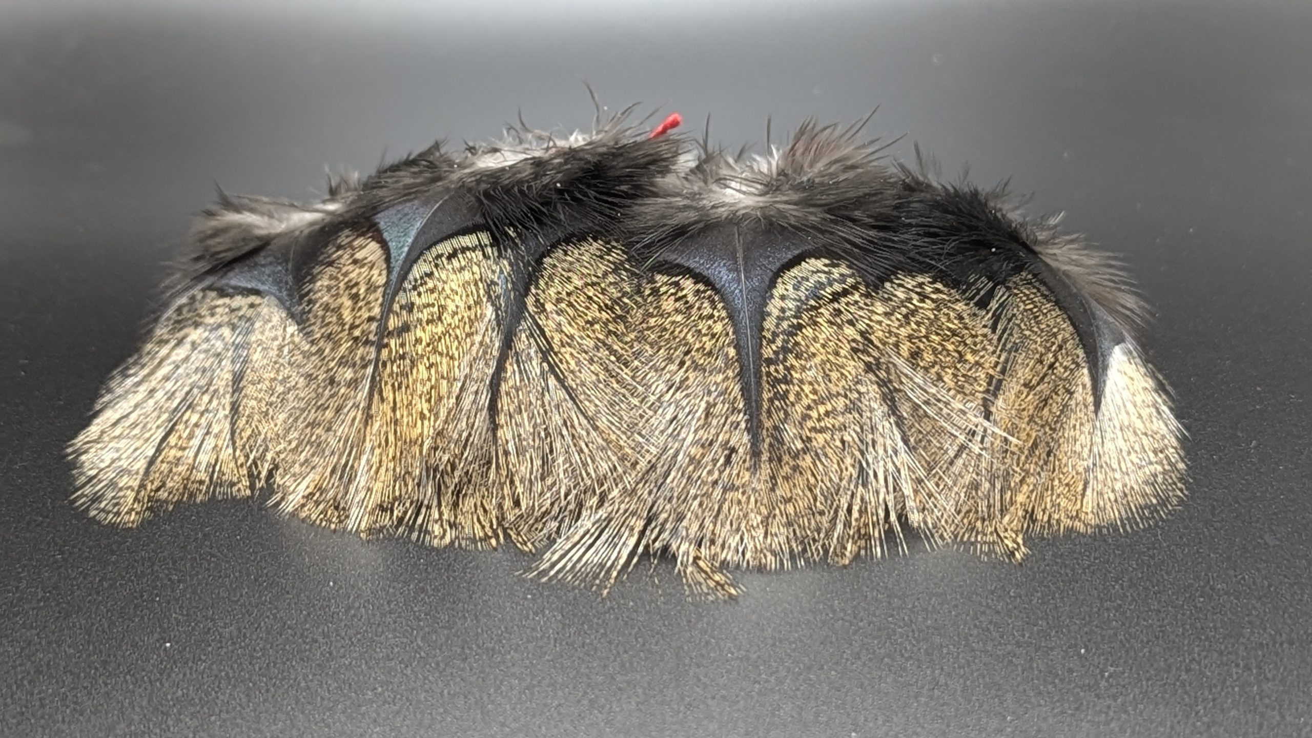 Pelles de coq Pardo - SARRIOSO